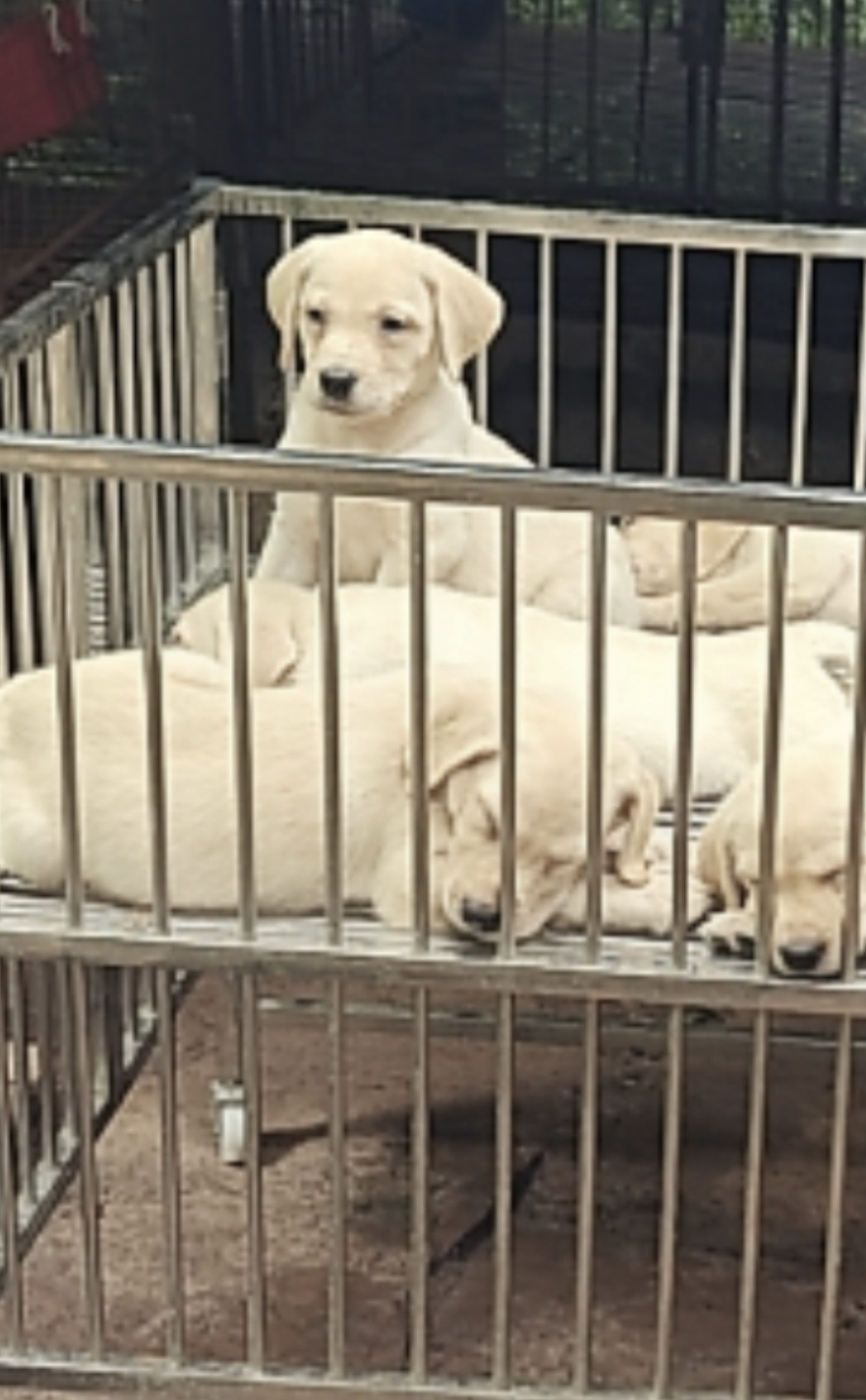 纯种拉布拉多，本犬舍自家繁殖小狗，每一个小狗三针疫苗，好喂好养。
